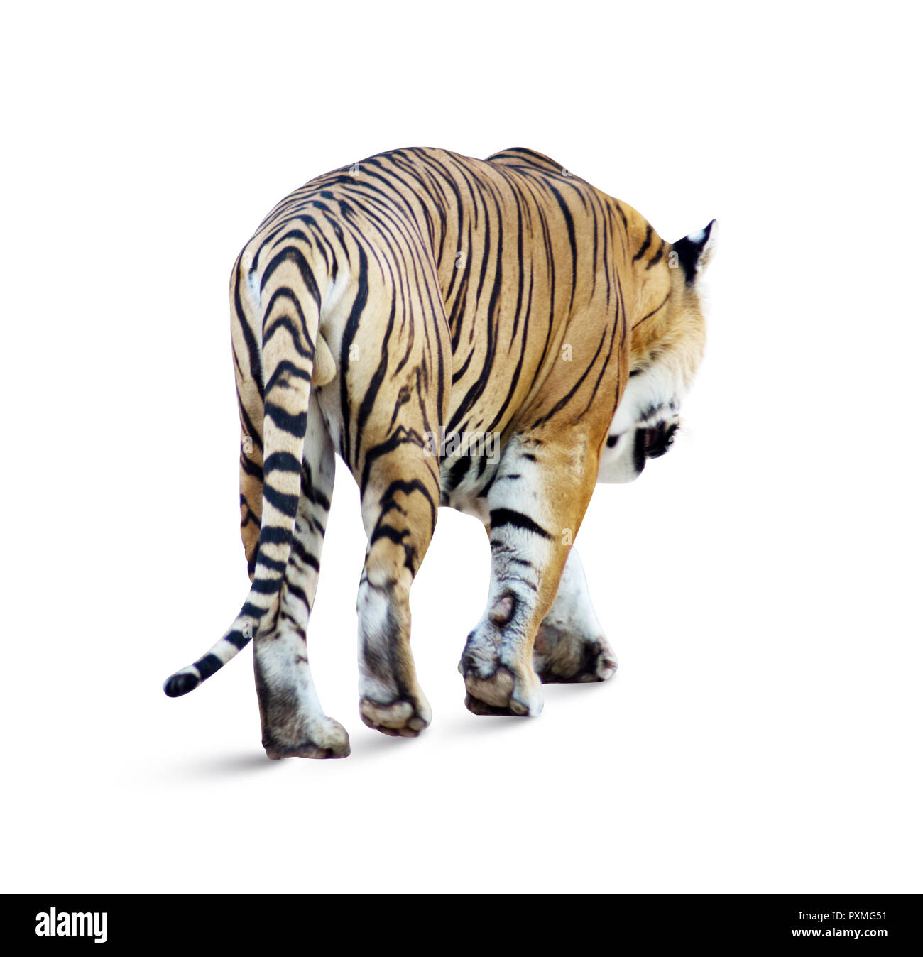 Tiger isolato su sfondo bianco. Tiger in habitat naturali. La tigre maschio testa a piedi su composizione. bellissimo Indian Tiger, Panthera tigris Foto Stock