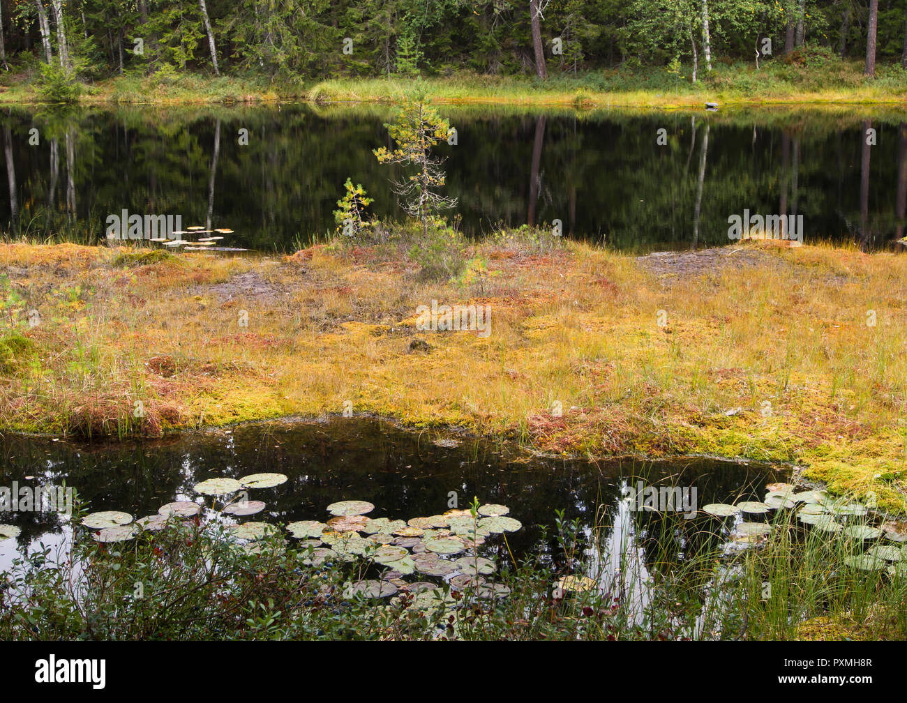 Foreste attorno alla capitale norvegese Oslo hanno incontaminata e vari scenari per tutto l'anno godimento, piccolo lago in Ostmarka in Autunno colori Foto Stock