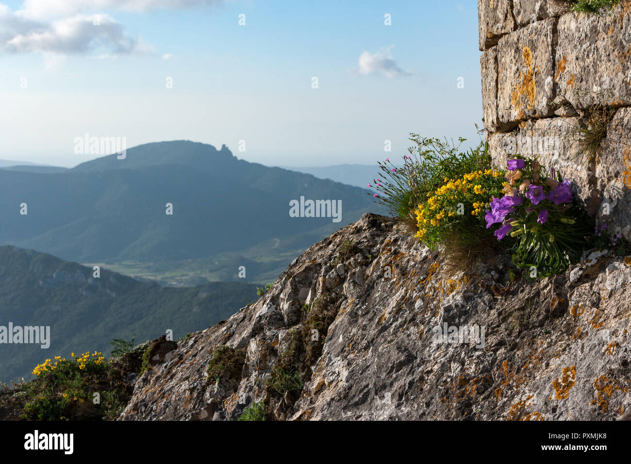 Tutti i dettagli dei fiori selvatici che crescono su muro di castello di Peyrepertuse Francia Foto Stock