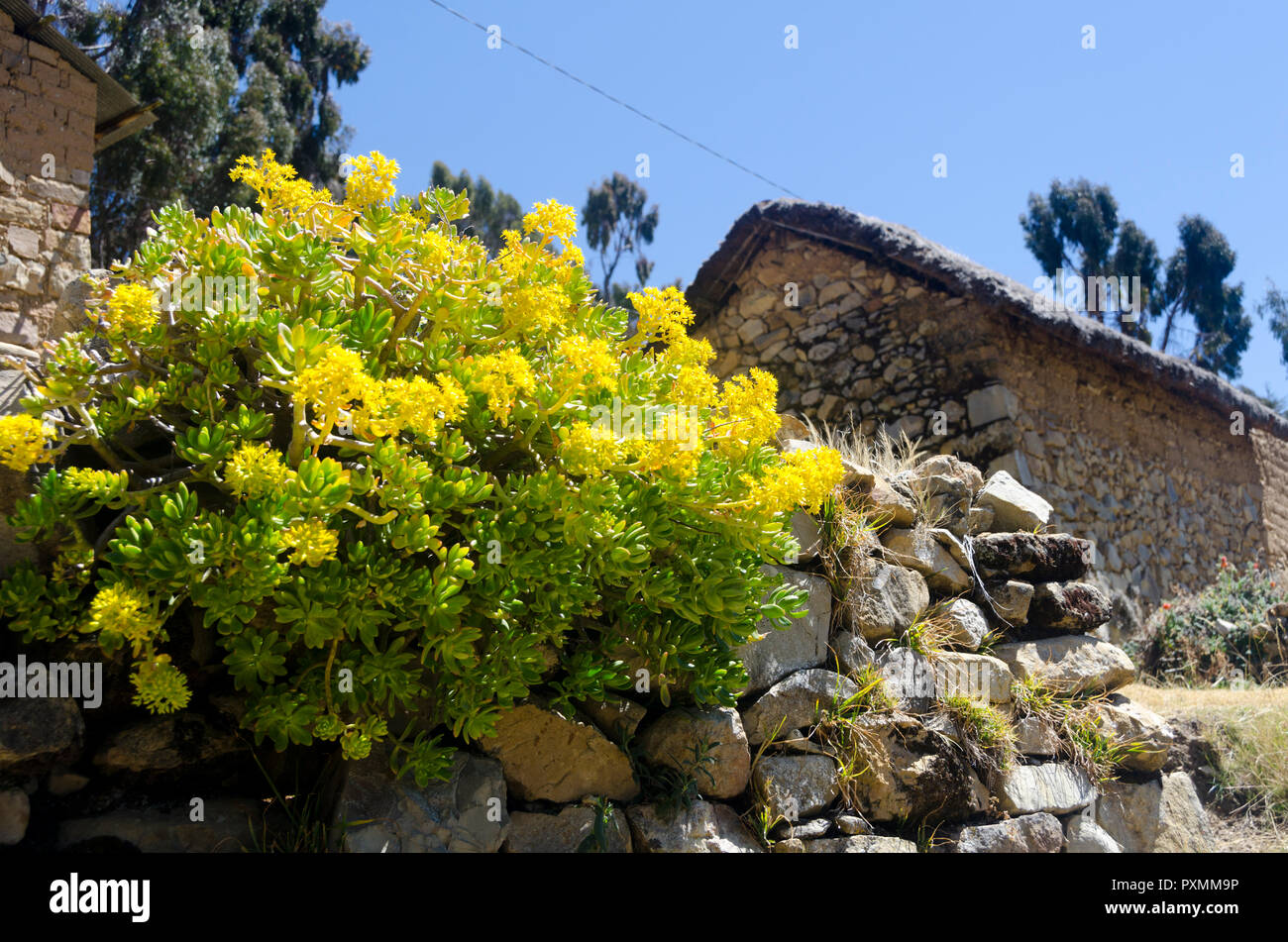 Fiori di colore giallo e muri di pietra nel villaggio di Canton Sampaya, vicino a Copacabana, Lago Titicaca, Bolivia Foto Stock