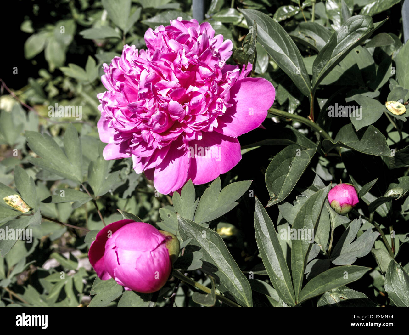 Pfingstrose (Paeonia officinalis), Bluete, Blueten, Bluetenknospe, Gartenblume, Gartenpflanze, Natur, Sommer, bluehen, bluehend, rot, rosa, sommerlich Foto Stock