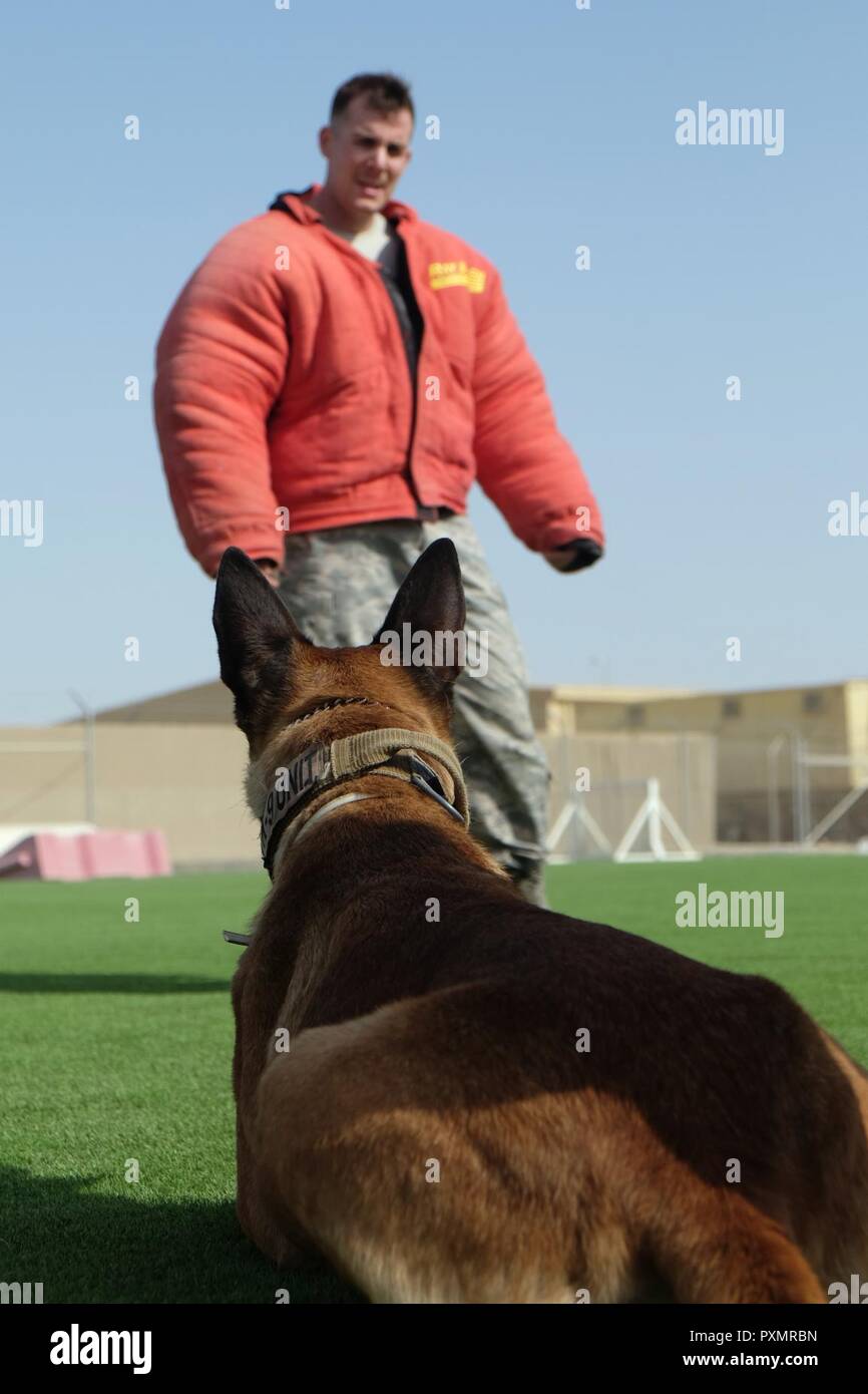 Militari di cane da lavoro orologi Ttoby Senior Airman Troy, 380 Expeditionary forze di sicurezza squadrone gestore MWD, 15 giugno 2017, in una località segreta in Asia sud-ovest. MWDs sono addestrati a rispondere di conseguenza a sei distinte fasi di aggressione. Foto Stock