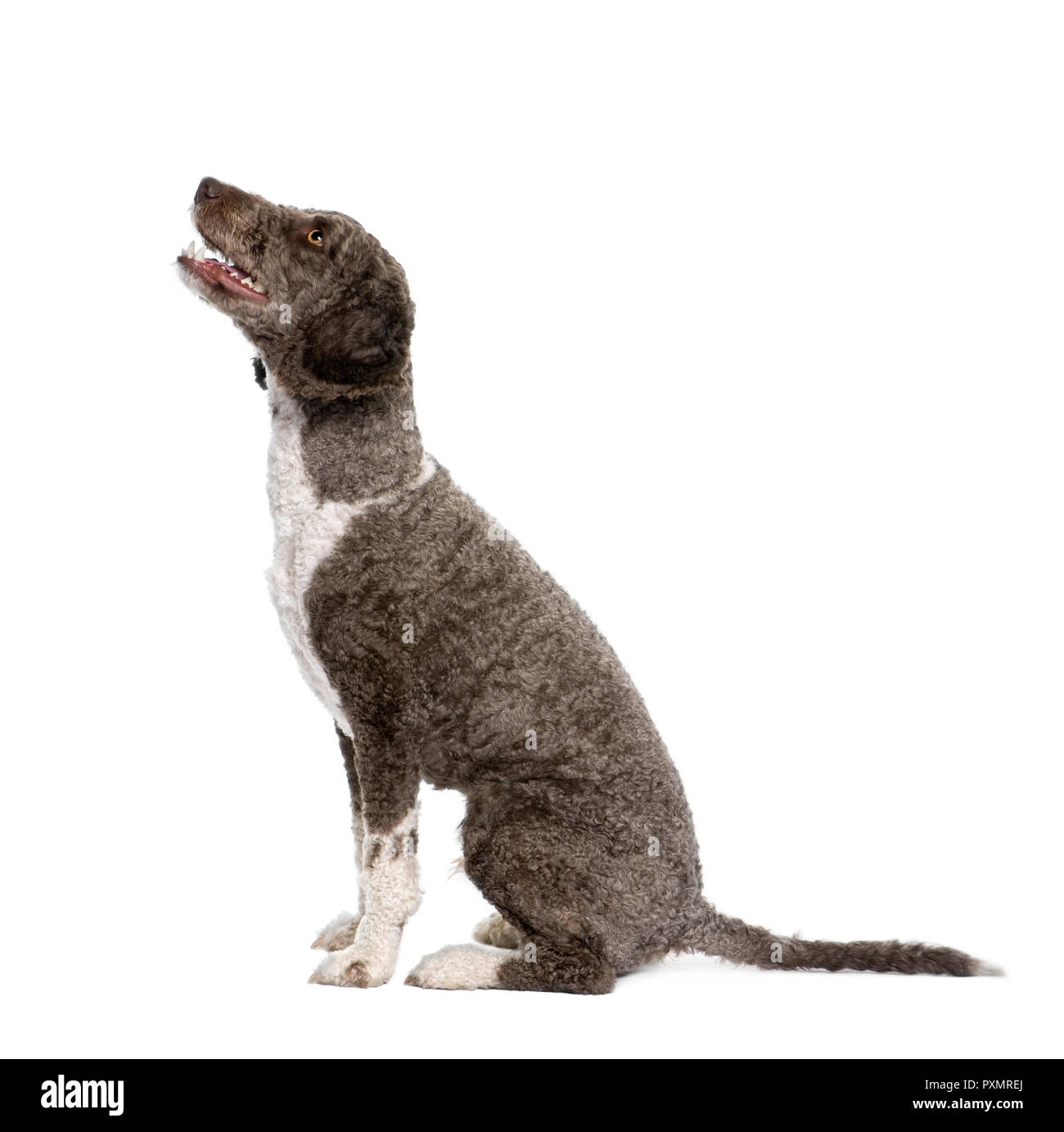 Acqua spagnolo spaniel cane, 3 anni, seduto di fronte a uno sfondo bianco, studio shot Foto Stock