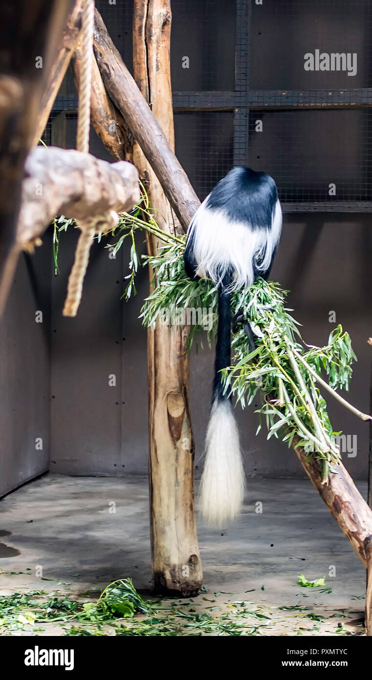 Splendida la coda di mantled (guereza Colobus guereza), noto anche come guereza, orientale o in bianco e nero colobus, o abissino nero-e-white colobus. Foto Stock