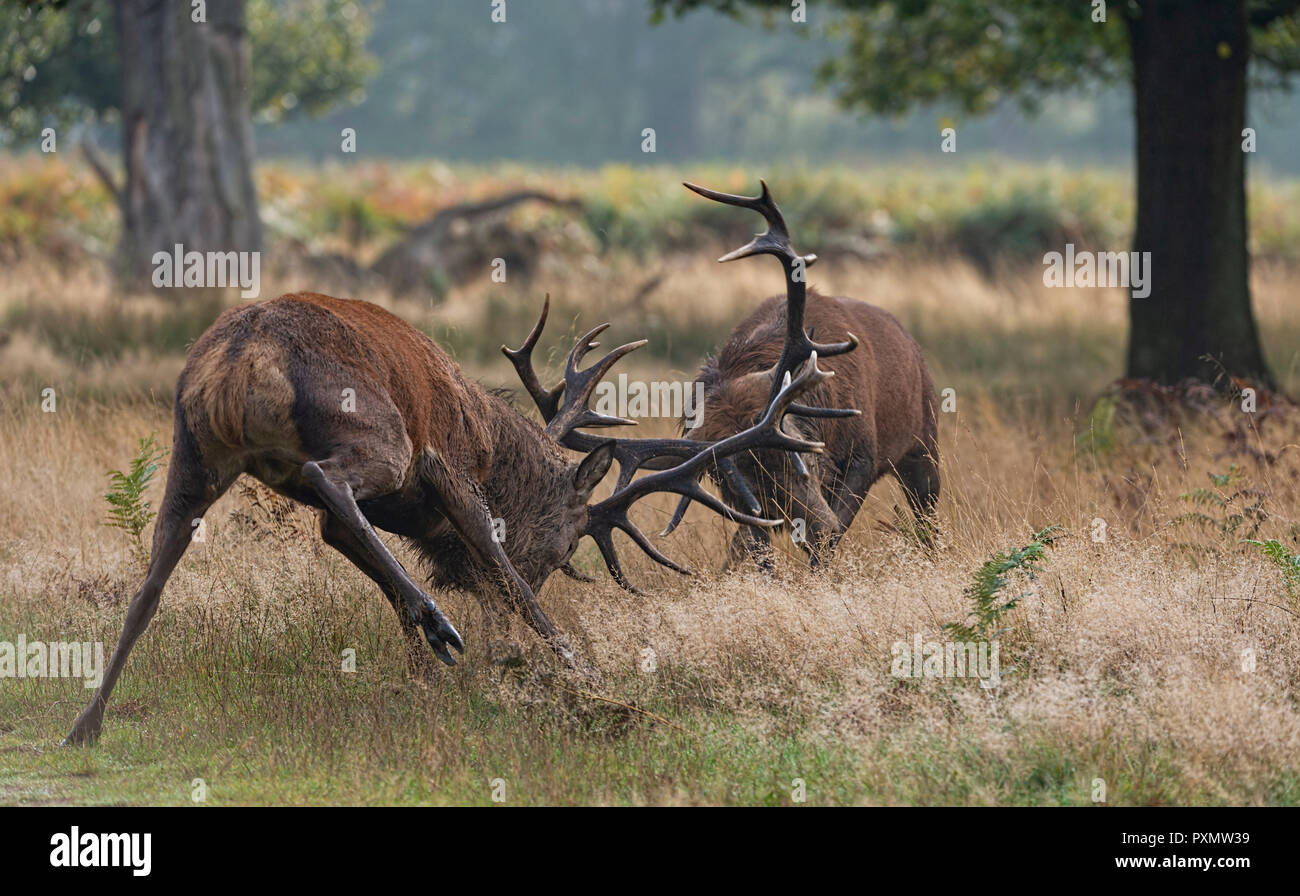 Solchi Red Deer stags REGNO UNITO Foto Stock