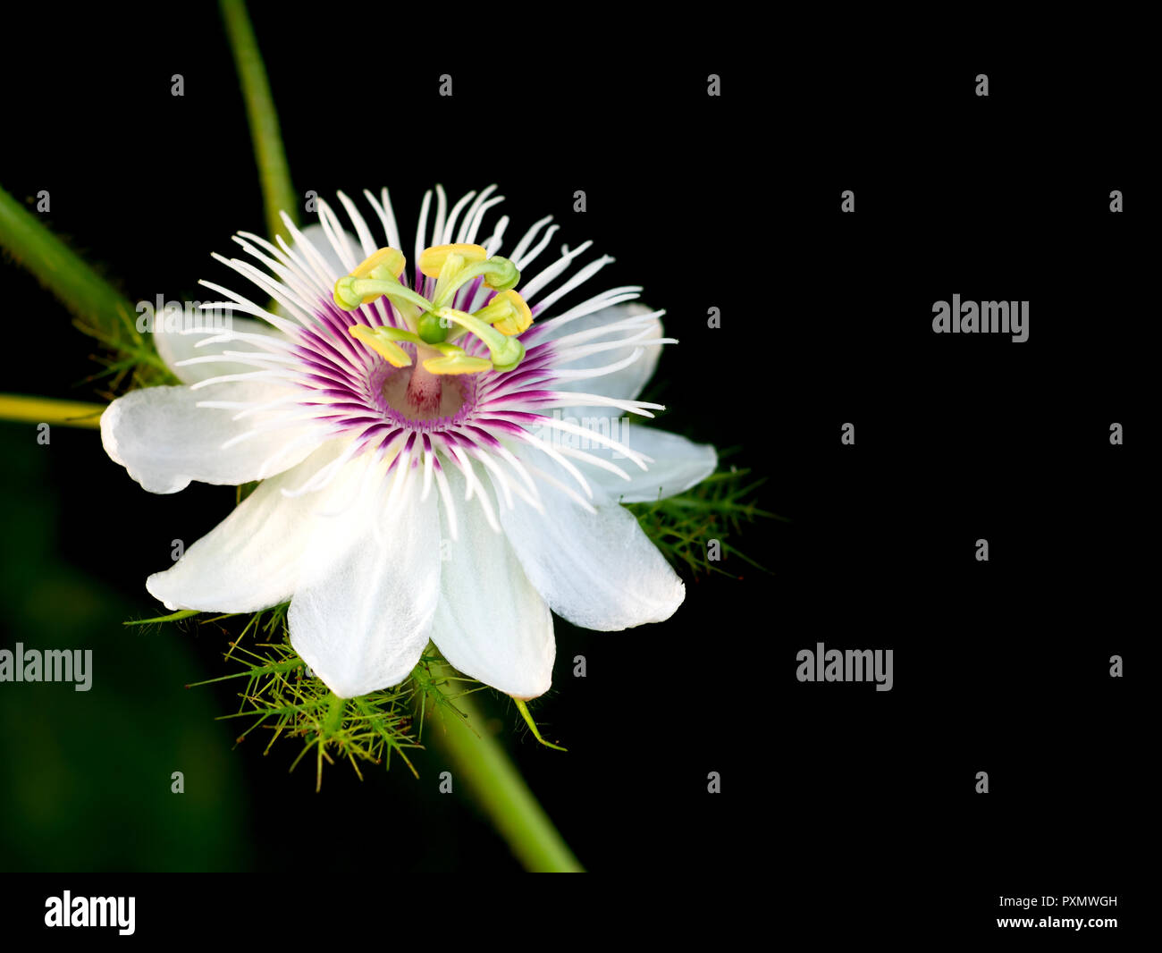 Chiudere fino a un fiore su sfondo nero. Passiflora foetida L. hanno il beta-carotene aiuta a prevenire il cancro. E la malattia di cuore è una dieta ad alto contenuto di fibre. Foto Stock