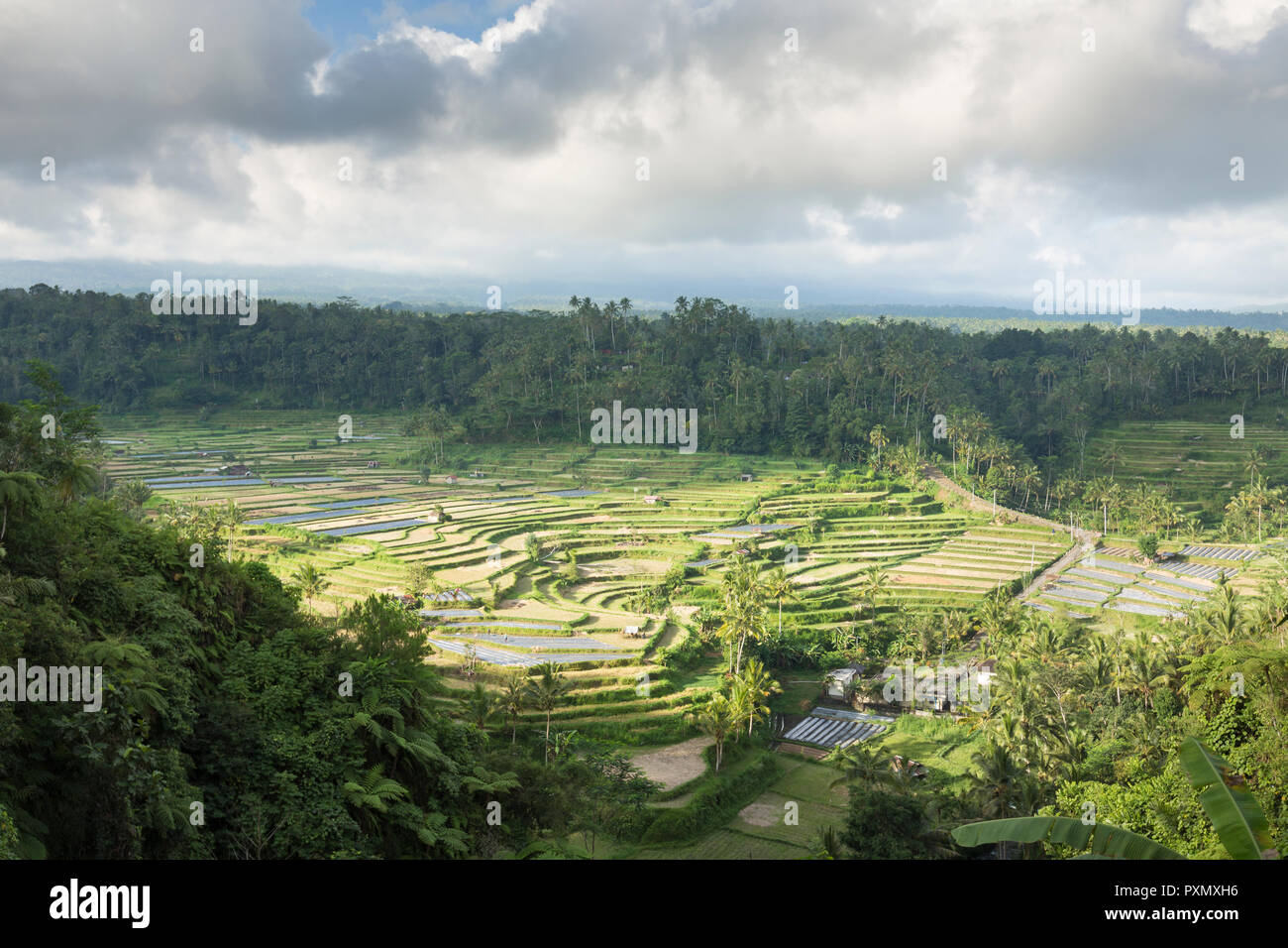 Vista dei terrazzi di riso, Rendang, Bali, Indonesia Foto Stock