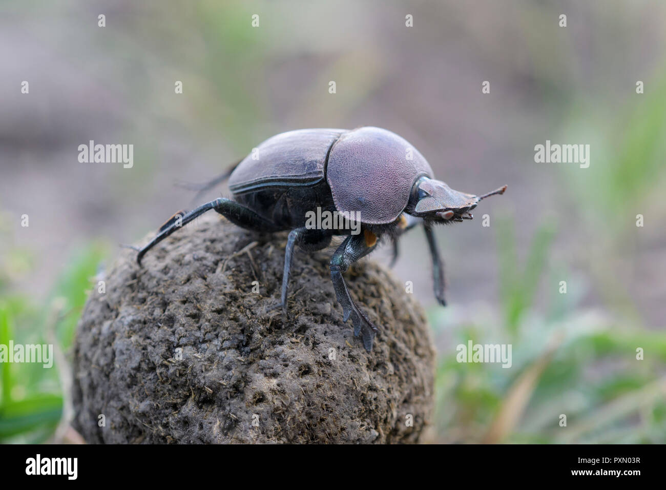 Dung Beetle (Kheper aegyptiorum) sulla parte superiore della sfera di sterco, , Ngorongoro Conservation Area, Tanzania. Foto Stock