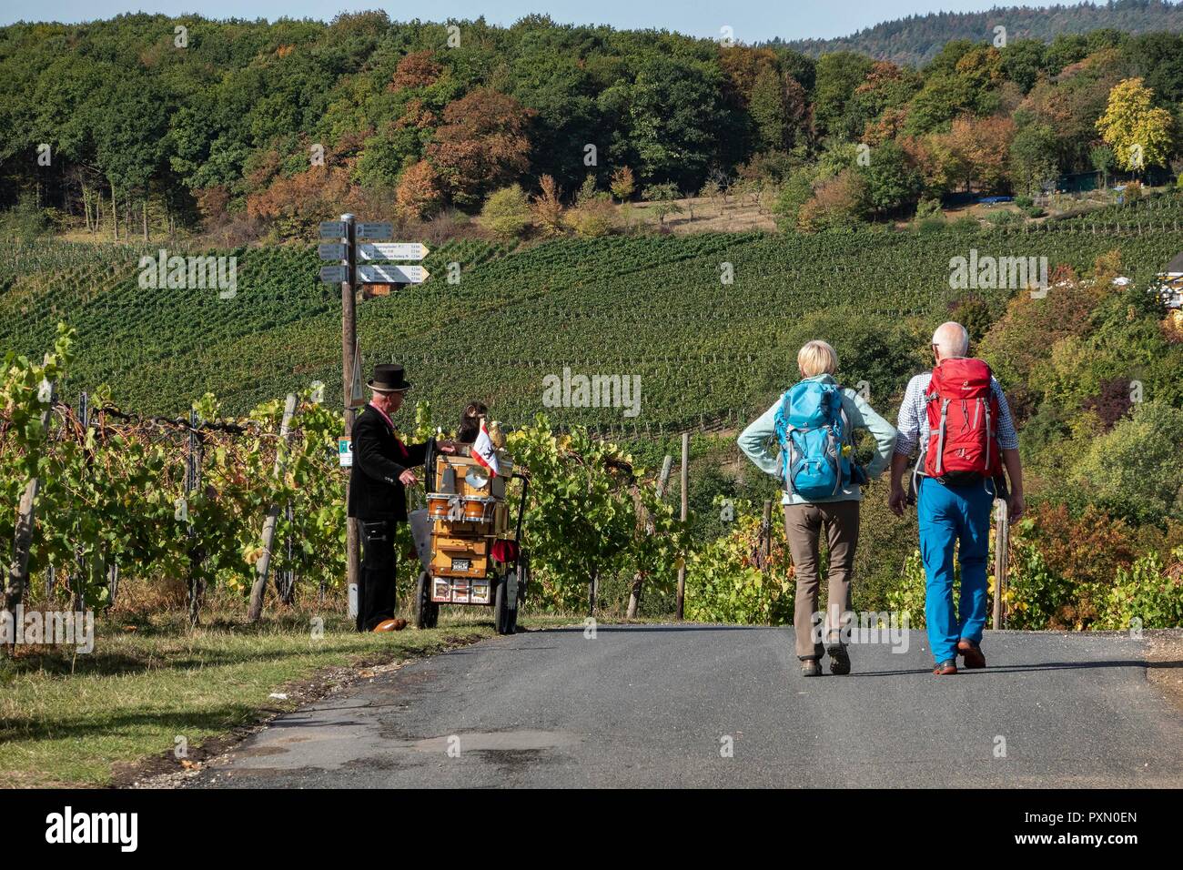 Valle dell'Ahr, Renania Palatinato, Germania, un paio passando un classico organetto player sul famoso vino rosso sentiero (Rotwein Wanderweg) lungo Foto Stock