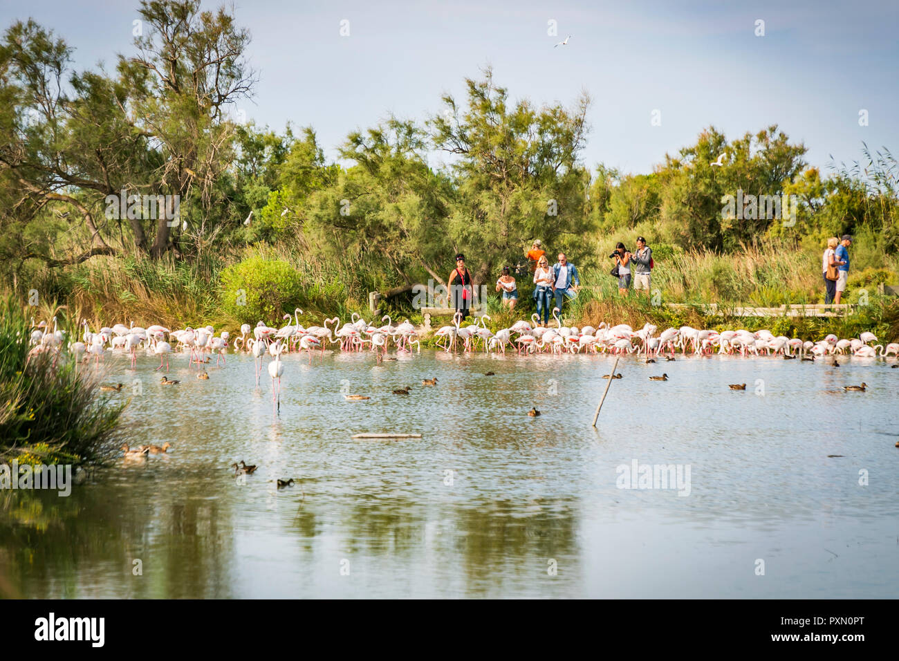 Maggiore Fenicotteri nella laguna di essere guardato dai visitatori, Parc Ornithologique, Pont de Gau, Saintes Maries de la Mer, Bouches du Rhone, Francia. Foto Stock