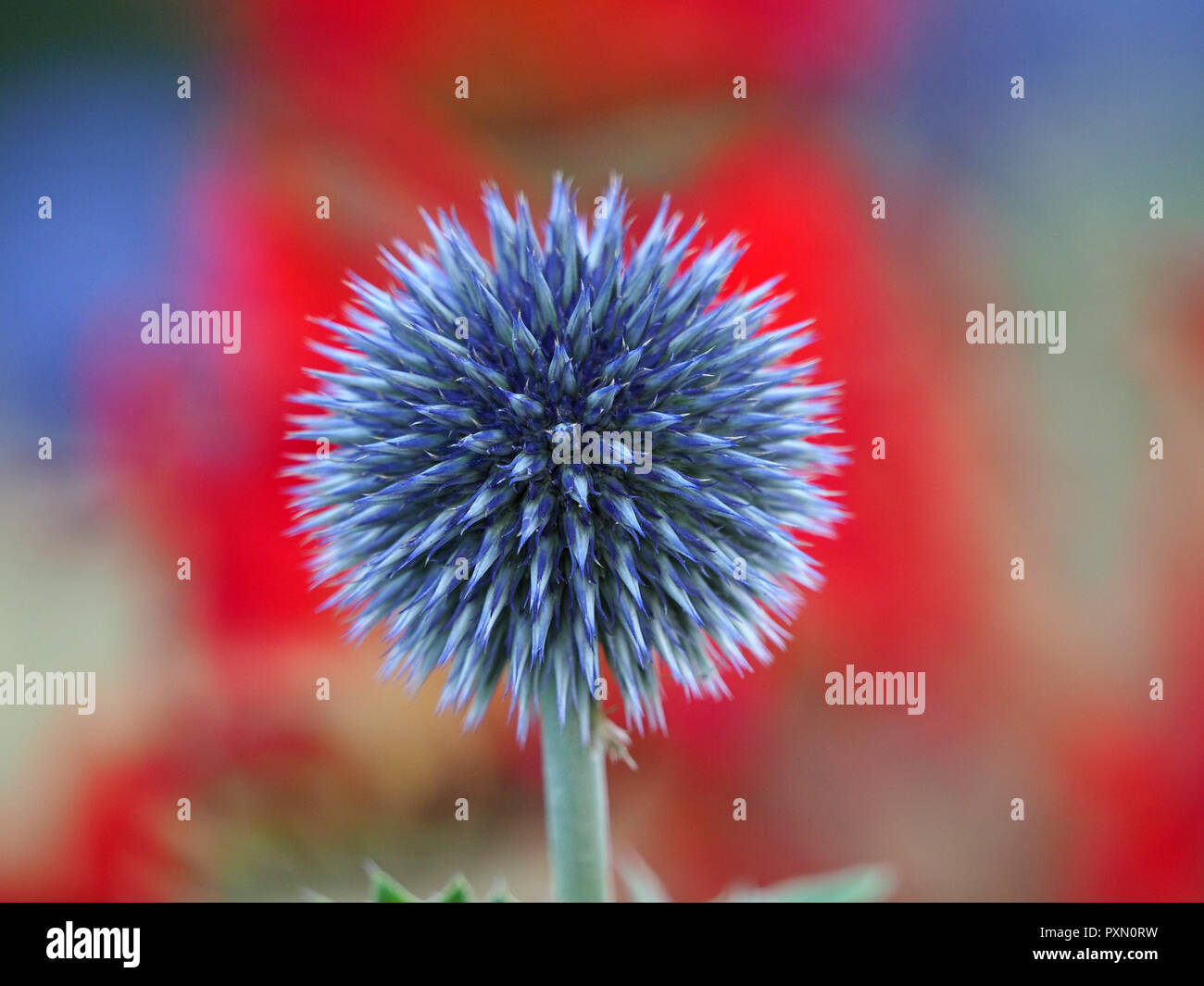 Fiore di blue globe thistle o ungherese globe thistle (Echinops bannaticus) London,l'Inghilterra,UK Foto Stock