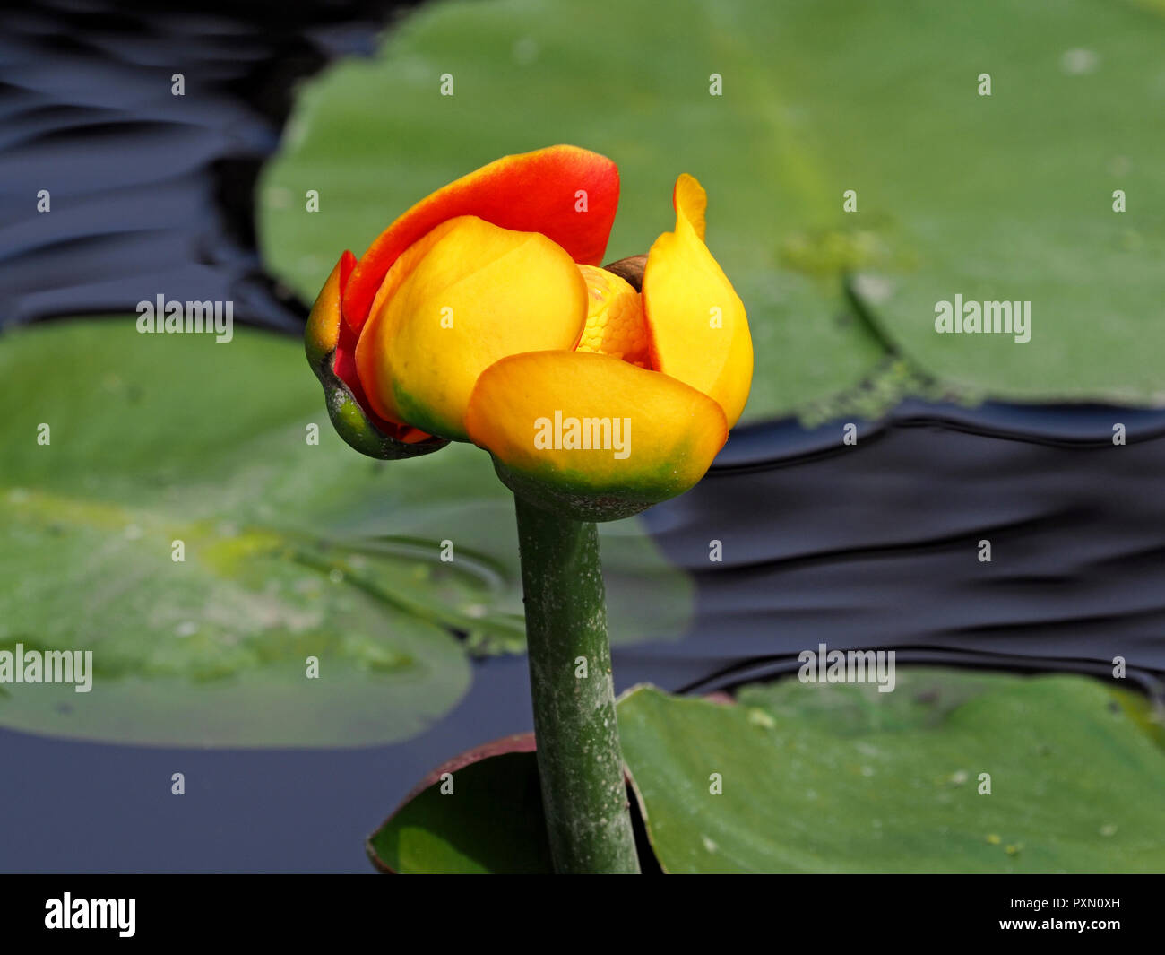 Drammatica del giallo e del rosso a petali sepali di Nuphar variegata (giallo stagno-lily) mantenuto al di sopra dell'acqua in un giardino ornamentale stagno in London, England, Regno Unito Foto Stock