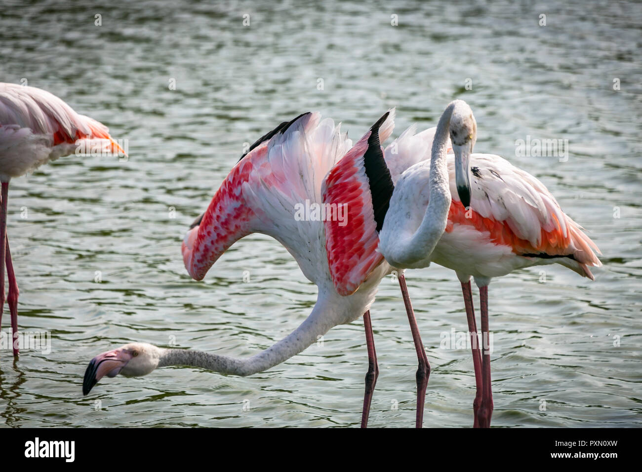 Maggiore Fenicotteri nella laguna, Parc Ornithologique, Pont de Gau, Saintes Maries de la Mer, Bouches du Rhone, Francia. Foto Stock