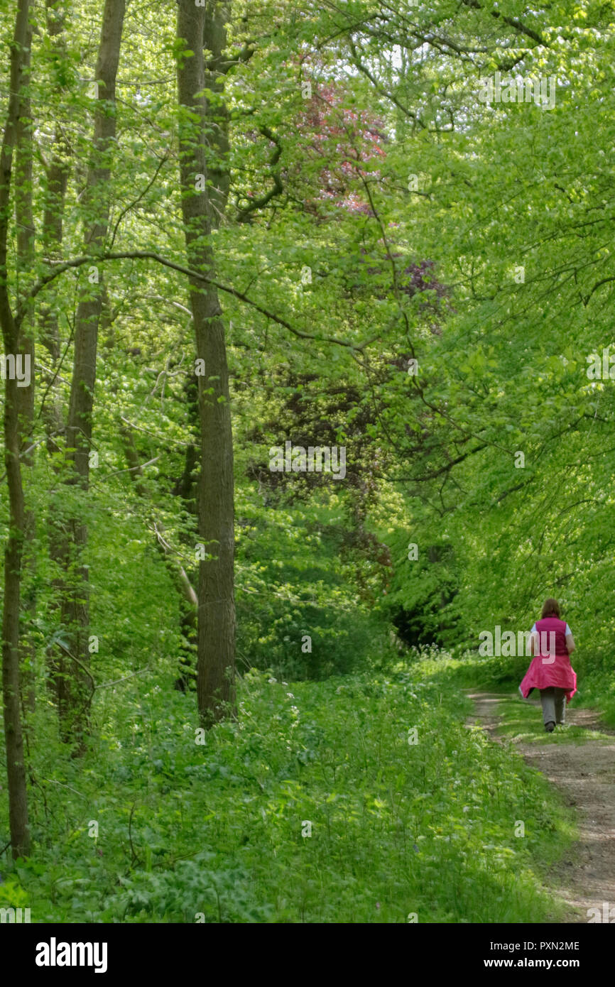 Donna che cammina da sola lungo un percorso a piedi attraverso un bosco durante l'estate indossa rosso e marrone abbigliamento. Norfolk, Inghilterra, Regno Unito Foto Stock
