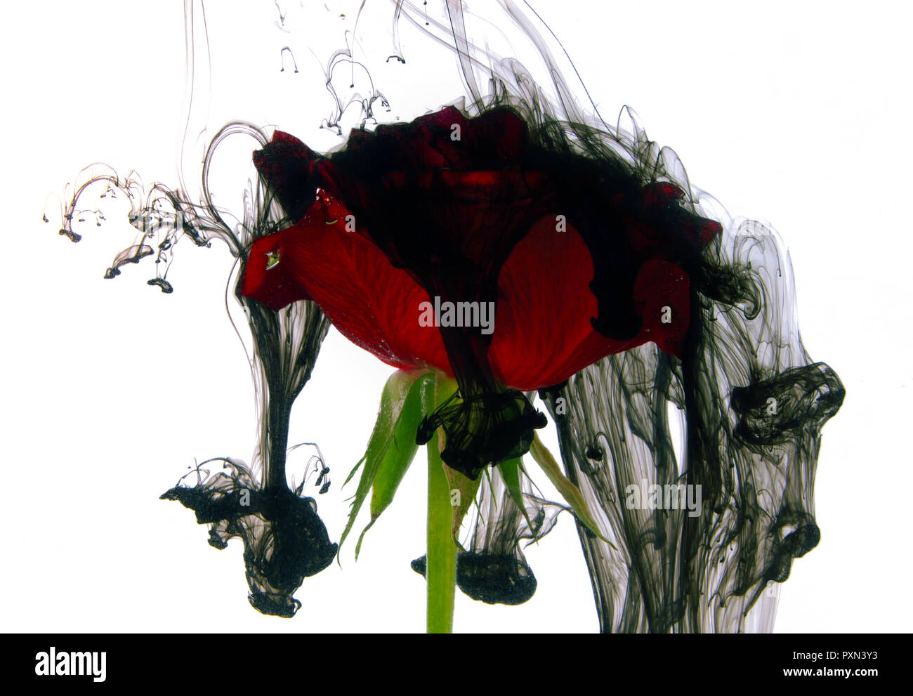 Nuvole scure su una rosa rossa. Problemi di relazione o il concetto di morte Foto Stock