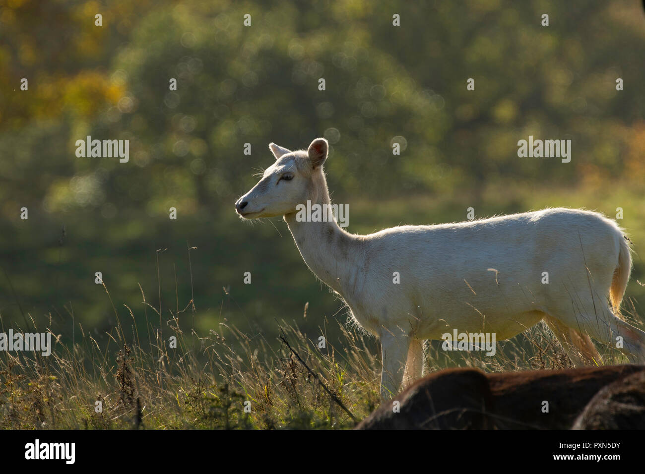 Timid guardando White Deer a Studley Park, Ripon, North Yorkshire, Inghilterra, Regno Unito. Foto Stock