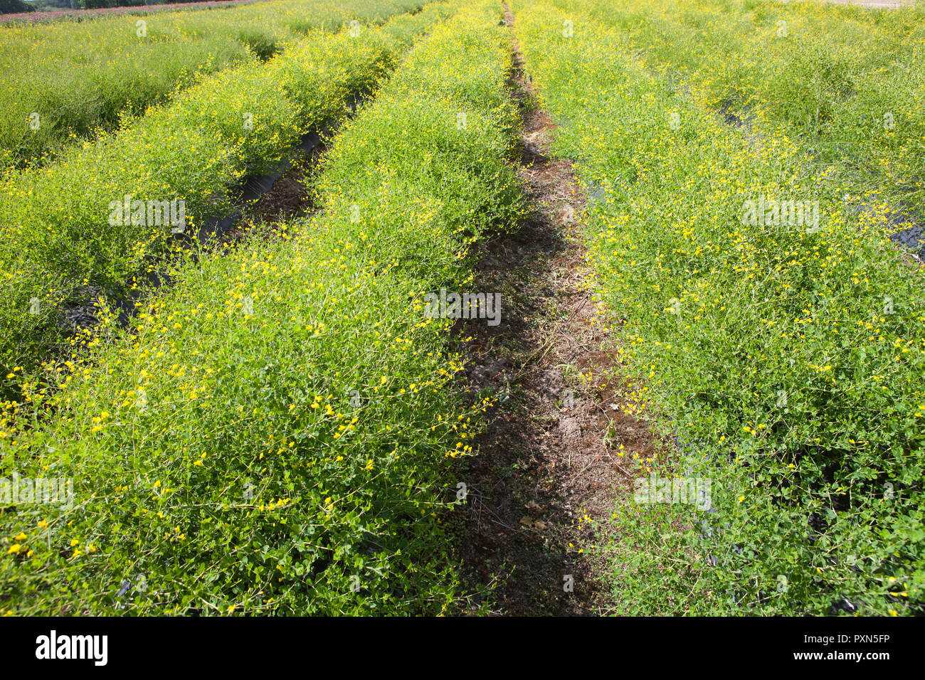 Melilotus come concime verde su un campo di asparagi, Muensterland; Germania, Europa Foto Stock