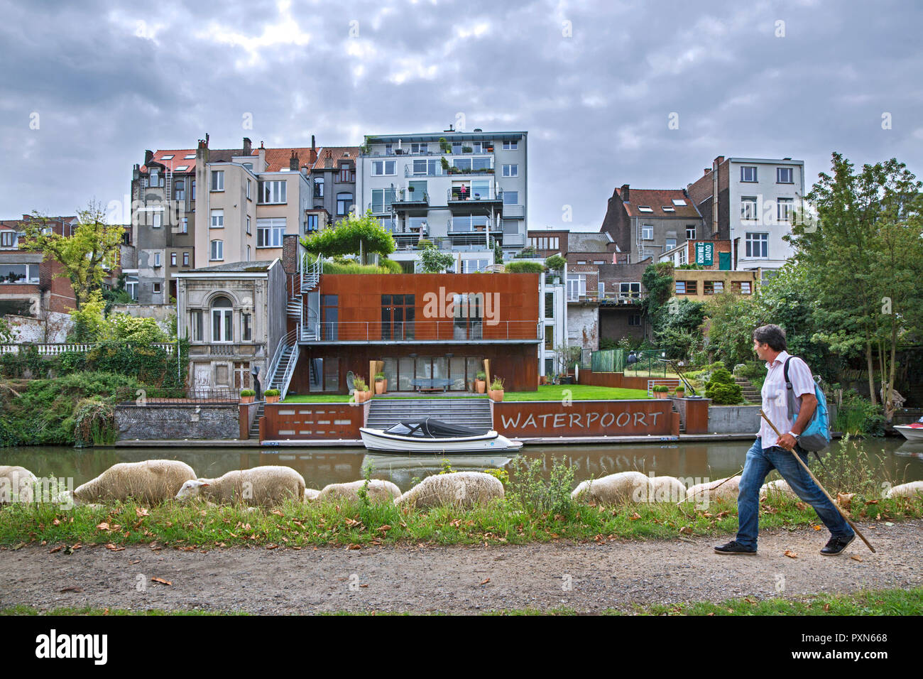 Imbrancandosi pastore del gregge di pecore lungo la ripida canal bank in estate in città Ghent / Gent, Fiandre, in Belgio Foto Stock