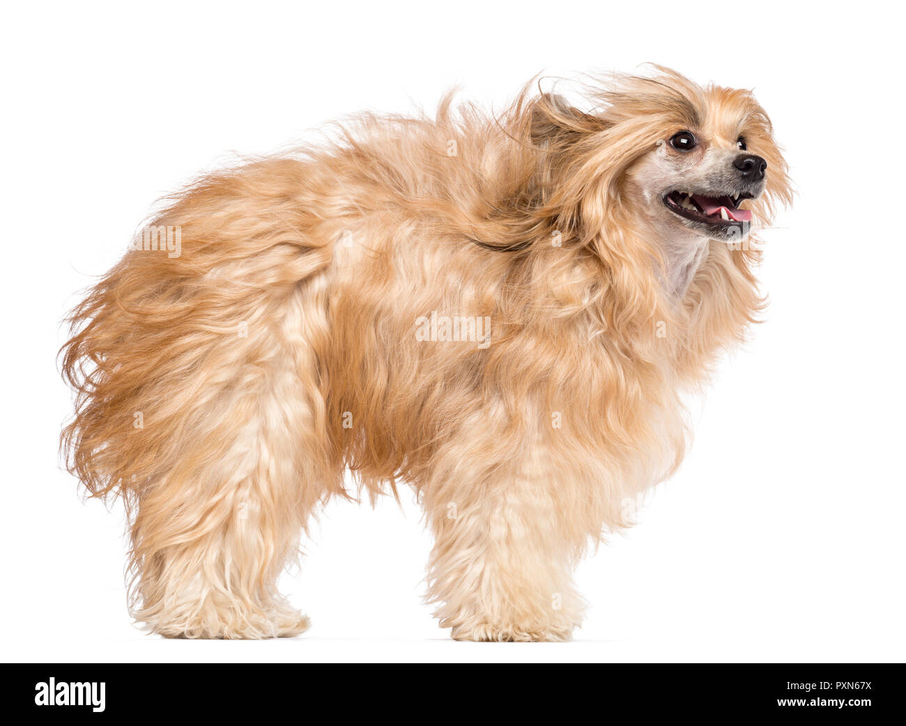 Chinese Crested dog nel vento e guardando lontano contro lo sfondo bianco Foto Stock