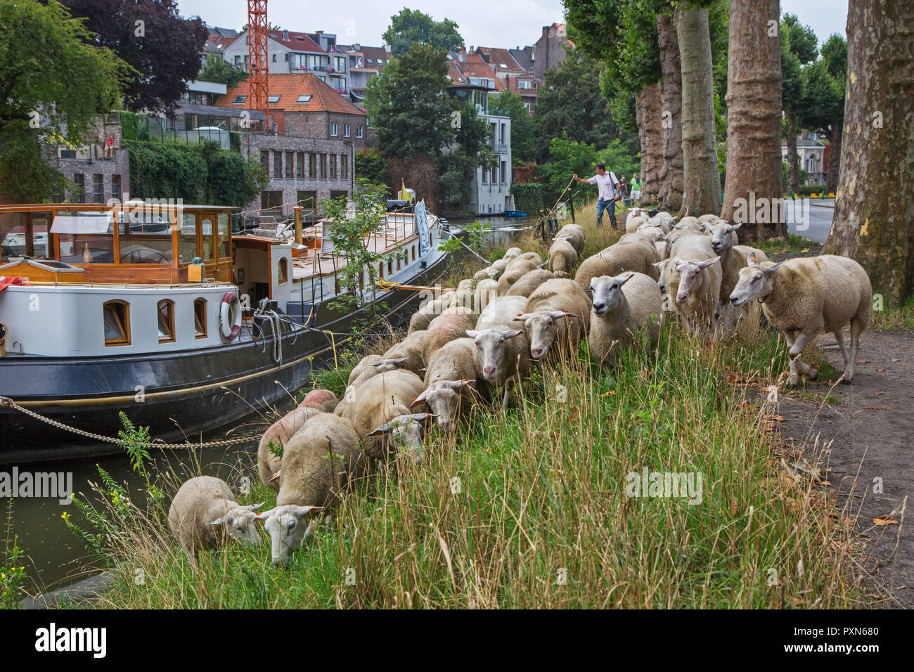 Imbrancandosi pastore del gregge di pecore lungo la ripida canal bank in estate in città Ghent / Gent, Fiandre, in Belgio Foto Stock