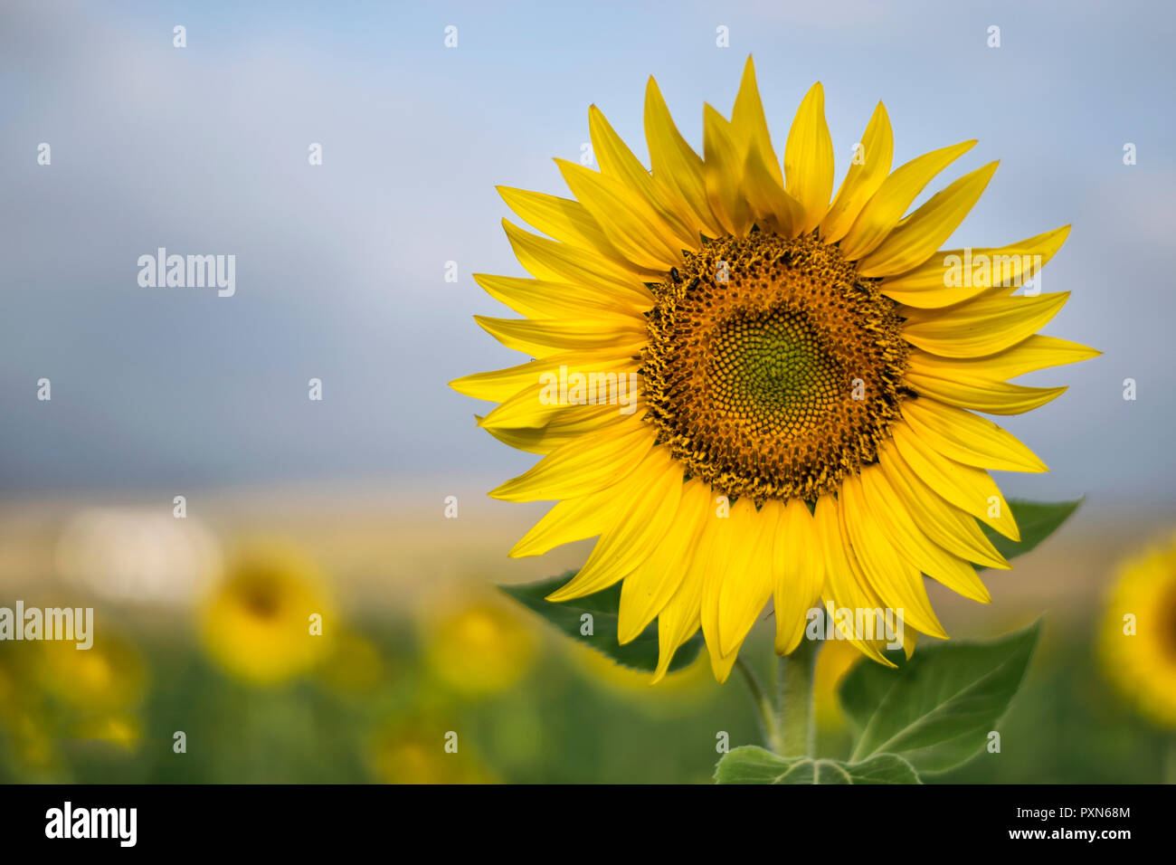 El Rey de Los Girasoles Foto Stock