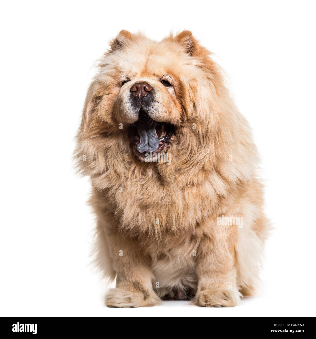 Chow Chow cane, 8 anni, seduti contro uno sfondo bianco Foto Stock