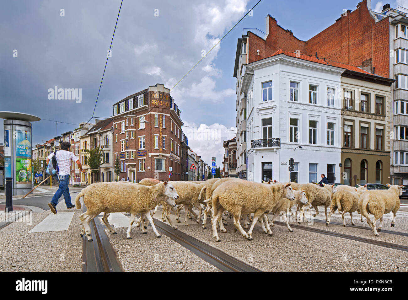 Pastore con il gregge di pecore attraversa le strade della città Ghent / Gent, Fiandre, in Belgio Foto Stock