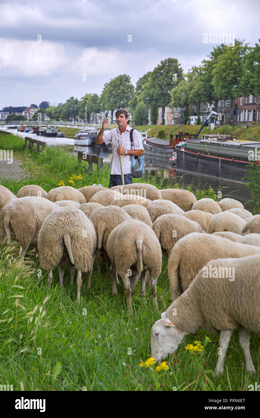 Imbrancandosi pastore del gregge di pecore lungo la ripida canal bank in estate in città Ghent / Gent, Fiandre, in Belgio Foto Stock