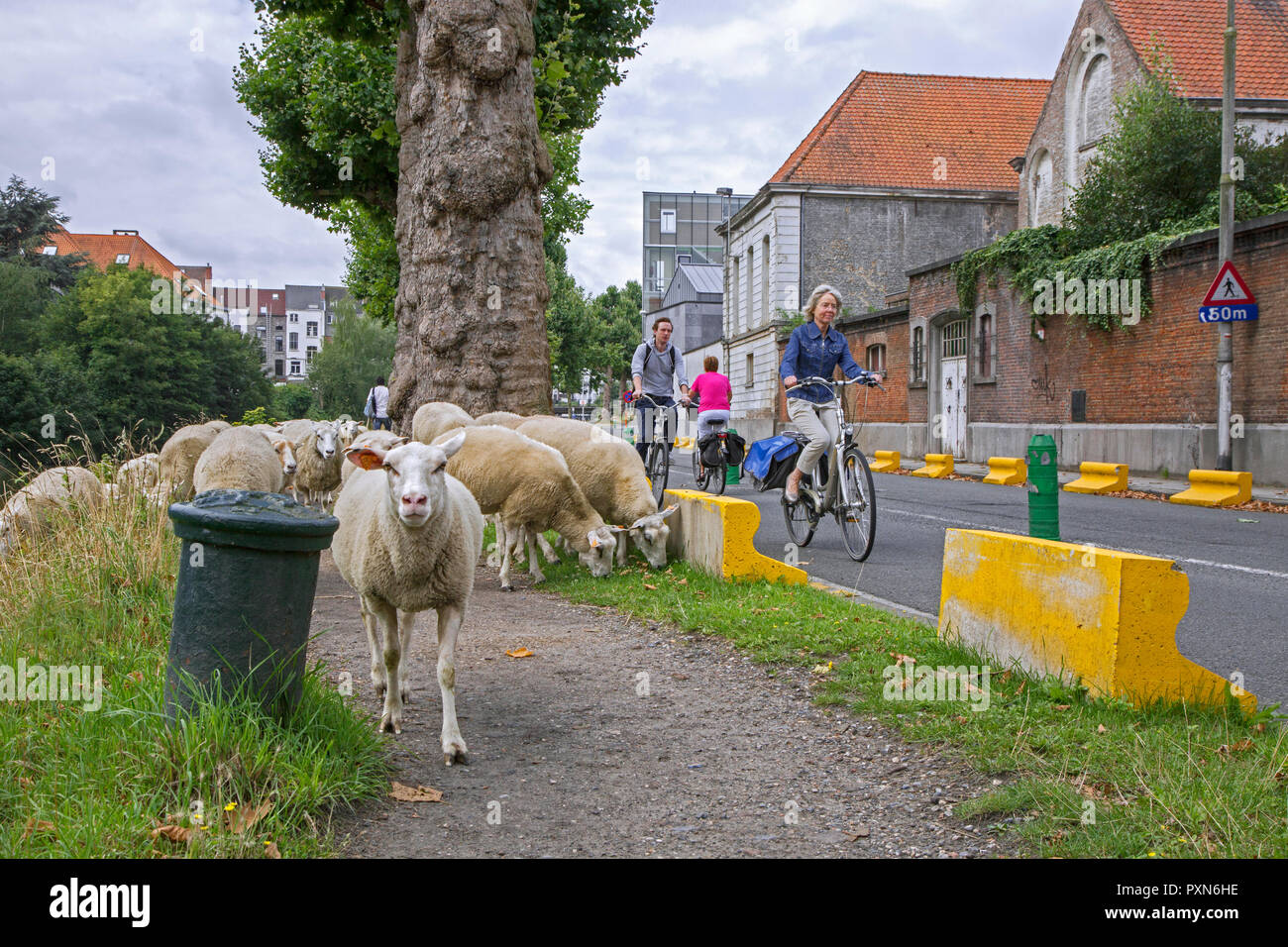 Imbrancandosi pastore del gregge di pecore lungo la strada a brucare erba da ripide sponde di canali nella città Ghent / Gent, Fiandre, in Belgio Foto Stock