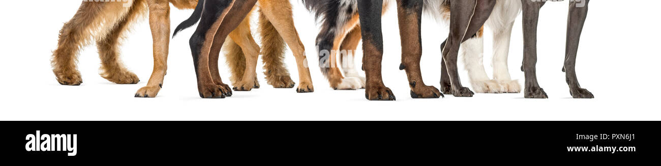 Zampe di cane, di fronte a uno sfondo bianco Foto Stock