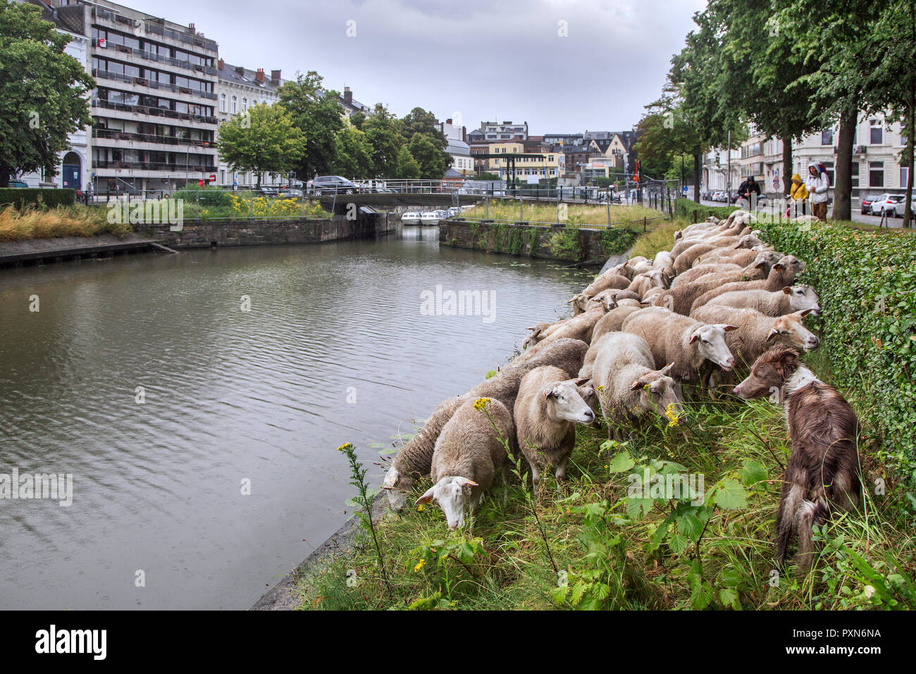 Imbrancandosi pastore del gregge di pecore lungo la ripida canal bank sotto la pioggia nella città Ghent / Gent, Fiandre, in Belgio Foto Stock