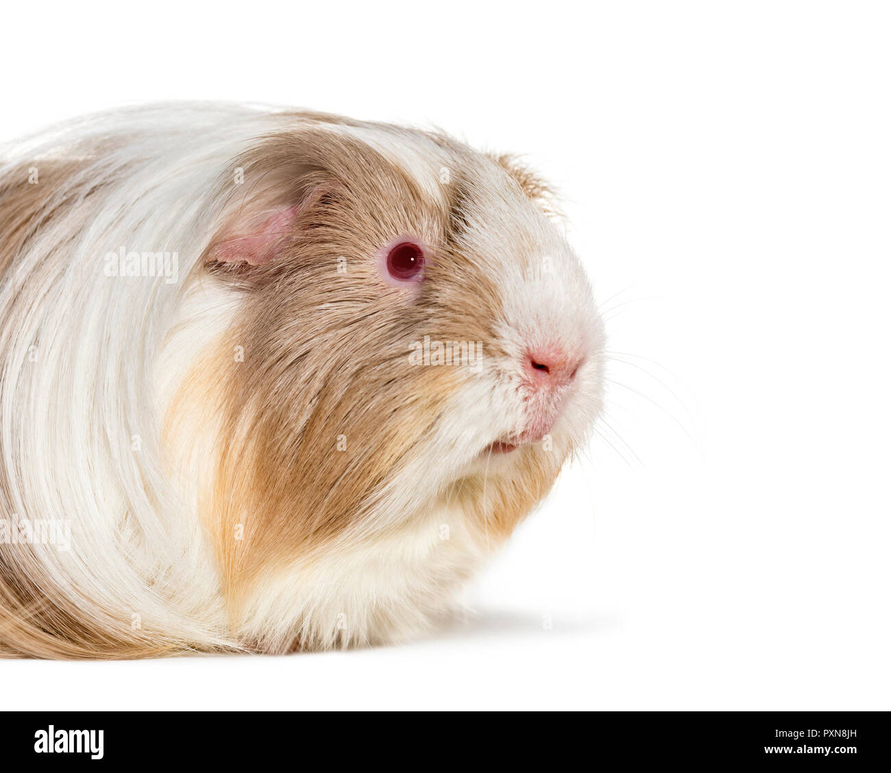 Coronet cavy, cavia contro uno sfondo bianco Foto Stock