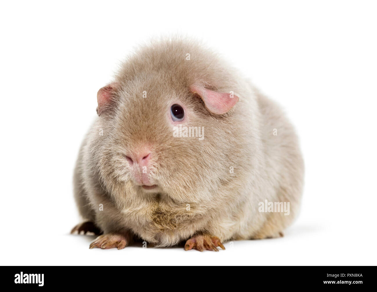 Teddy cavia, contro uno sfondo bianco Foto Stock
