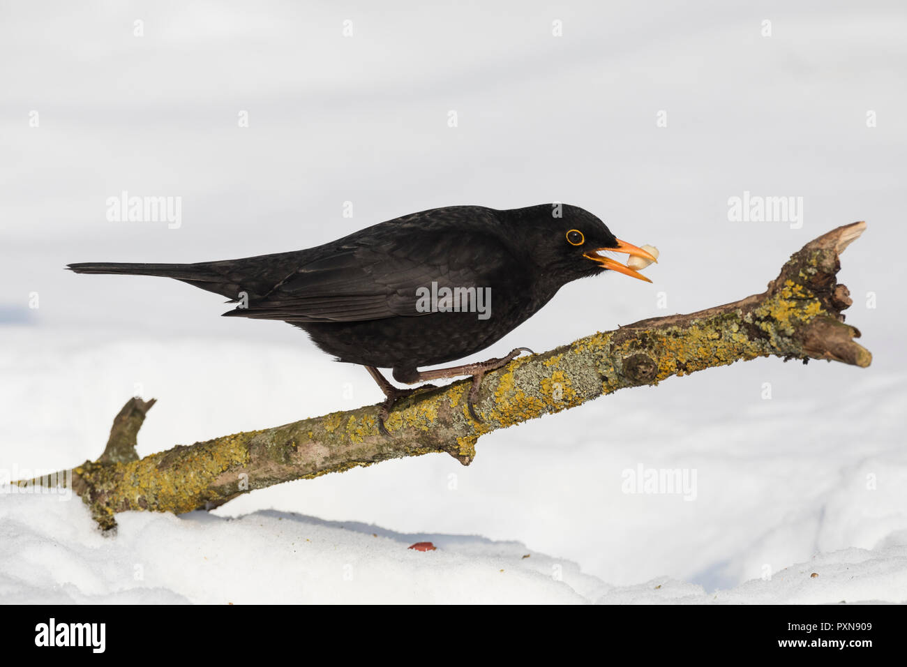 Amsel, Schwarzdrossel, Männchen, inverno, Schnee, Turdus merula, merlo, maschio, neve, Merle noir Foto Stock