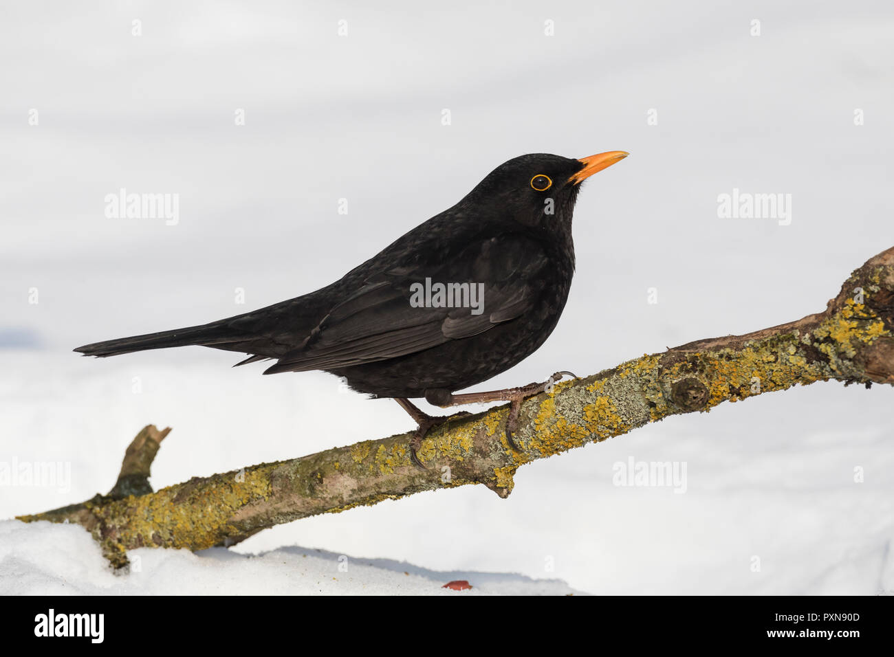 Amsel, Schwarzdrossel, Männchen, inverno, Schnee, Turdus merula, merlo, maschio, neve, Merle noir Foto Stock