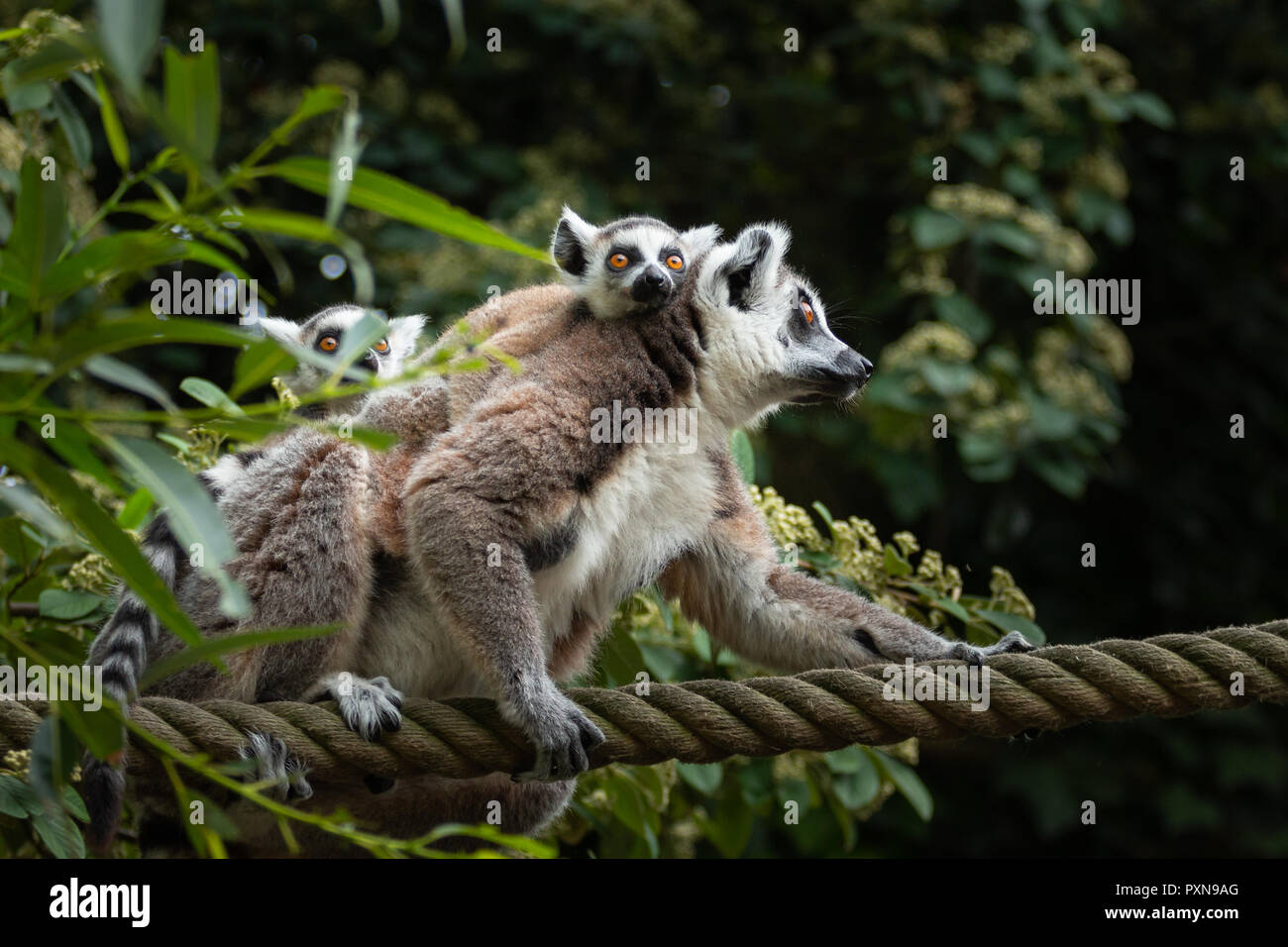 Lemuri volanti con 2 bambino sulla schiena in equilibrio su una fune Foto Stock
