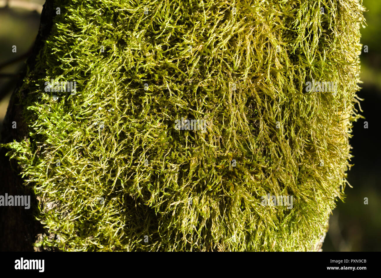 Grande agglomerato di moss su albero log in Norvegesi della Foresta. Foto Stock