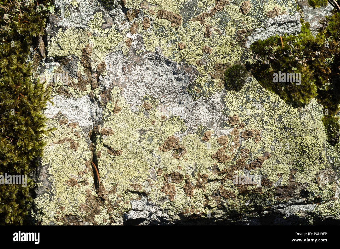 Colonie di licheni e muschi sulla superficie di roccia. Foto Stock