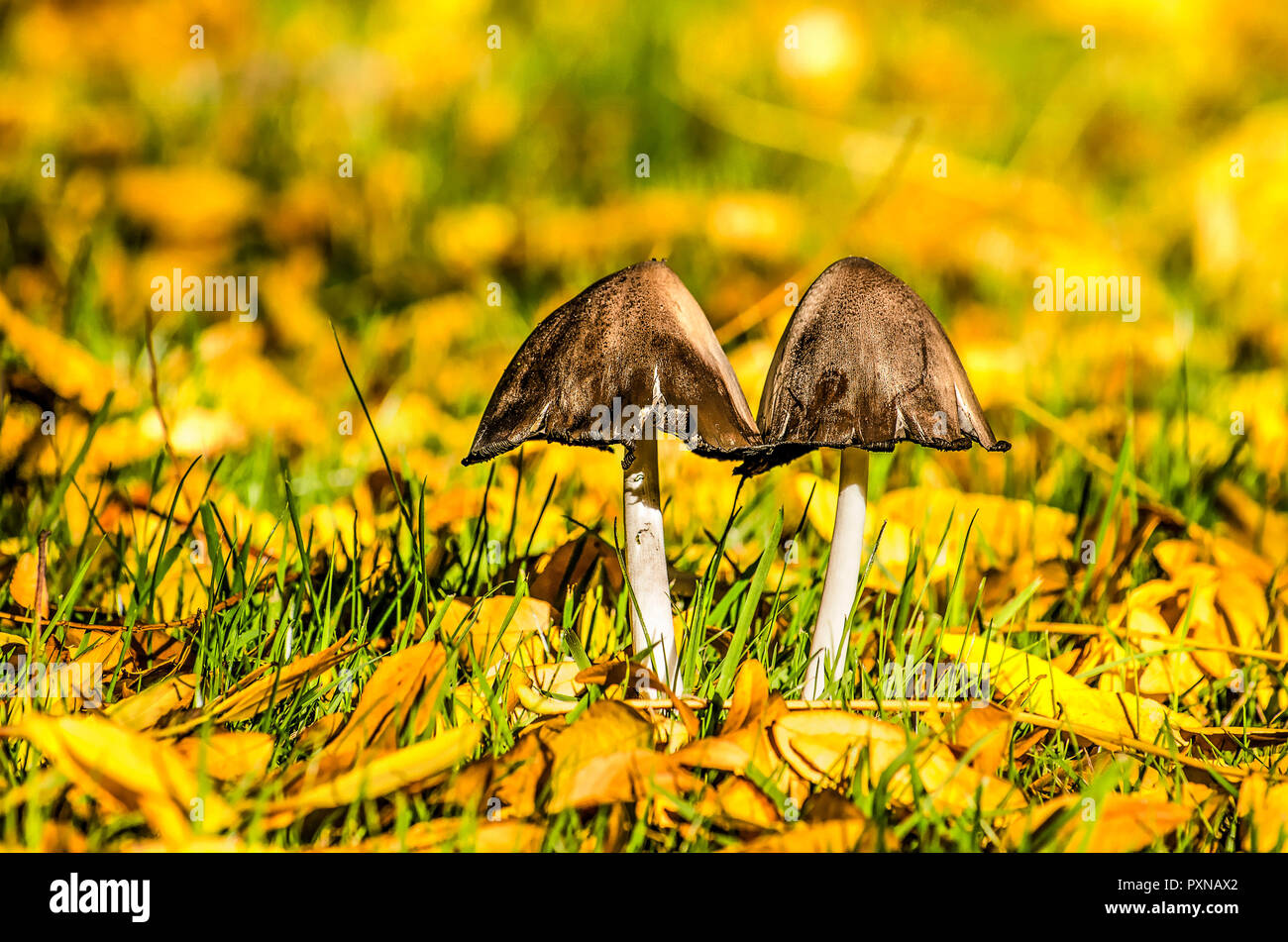 Due funghi con il grigio scuro cappucci conici e sottili steli bianco che cresce su un prato con sparse marrone giallastro Foglie di autunno Foto Stock
