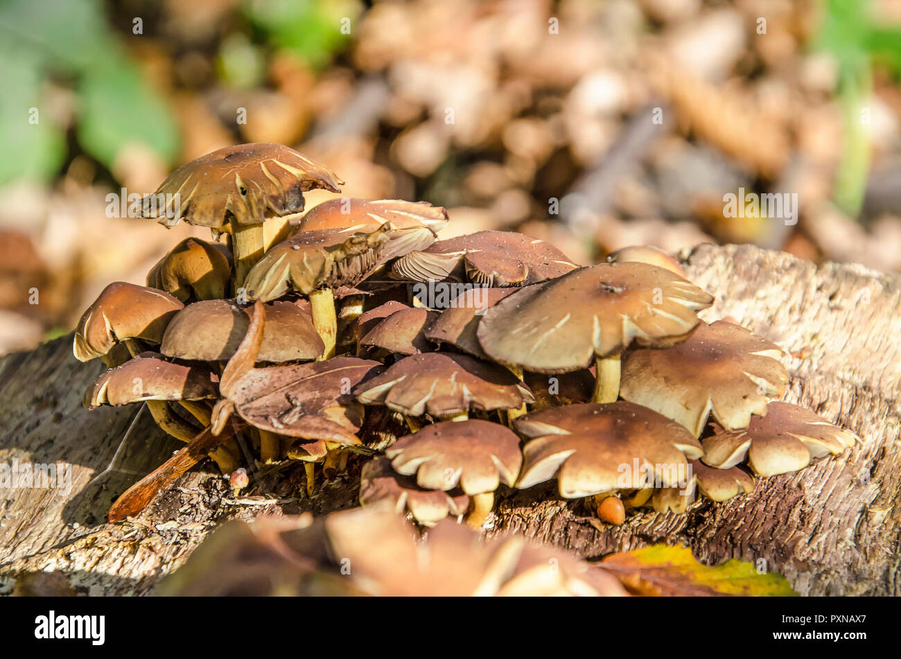 Un gruppo di piccoli funghi marrone con tappi piatti che cresce su una superficie di legno in un giardino in autunno Foto Stock
