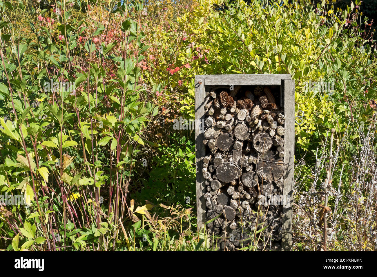 Log pile insetto insetto hotel per insetti a ibernare su inverno Inghilterra UK Regno Unito GB Gran Bretagna Foto Stock