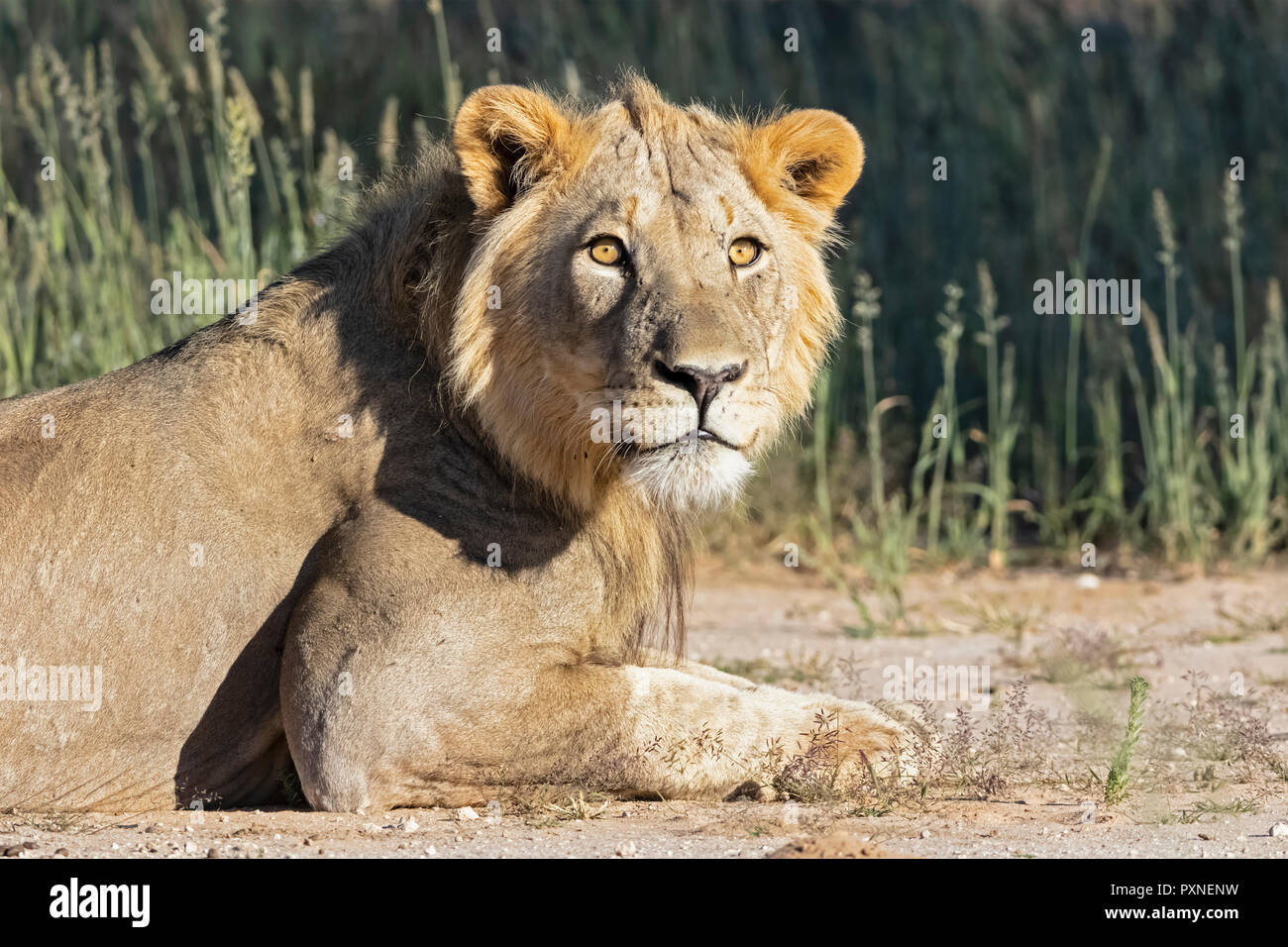 Il Botswana, Kgalagadi Parco transfrontaliero, giovane maschio lion Panthera leo Foto Stock