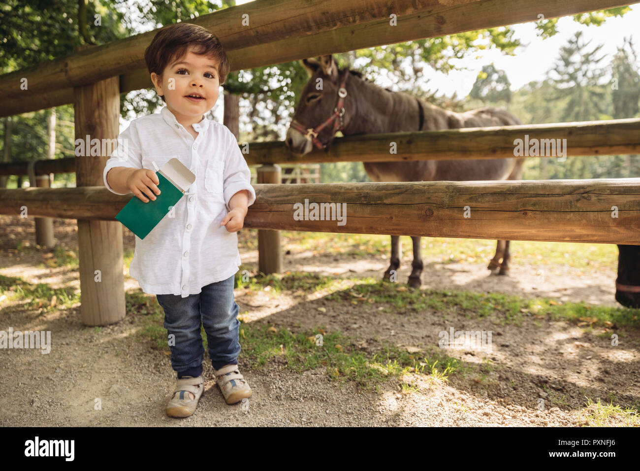 Sorridente toddler azienda fino in alimenti di origine animale per asino nel parco selvatico Foto Stock