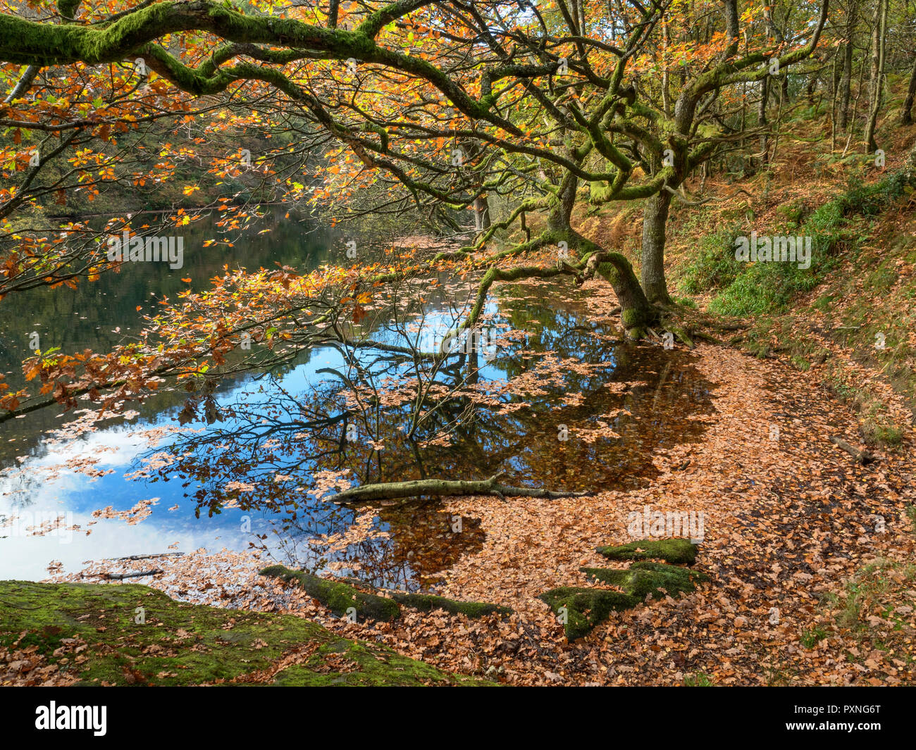 Albero di quercia e caduto foglie di autunno a Guisecliff Tarn in legno Guisecliff ponte Pateley North Yorkshire, Inghilterra Foto Stock