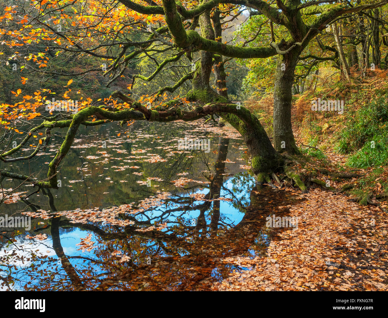 Albero di quercia e caduto foglie di autunno a Guisecliff Tarn in legno Guisecliff ponte Pateley North Yorkshire, Inghilterra Foto Stock