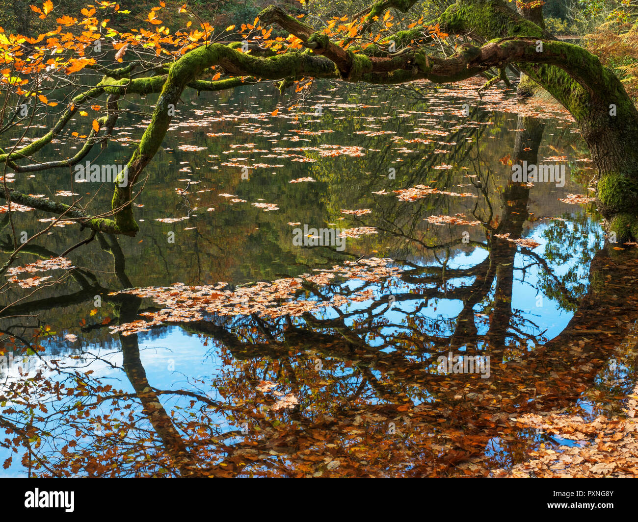 Albero di quercia e caduto foglie di autunno a Guisecliff Tarn in legno Guisecliff ponte Pateley North Yorkshire, Inghilterra Foto Stock