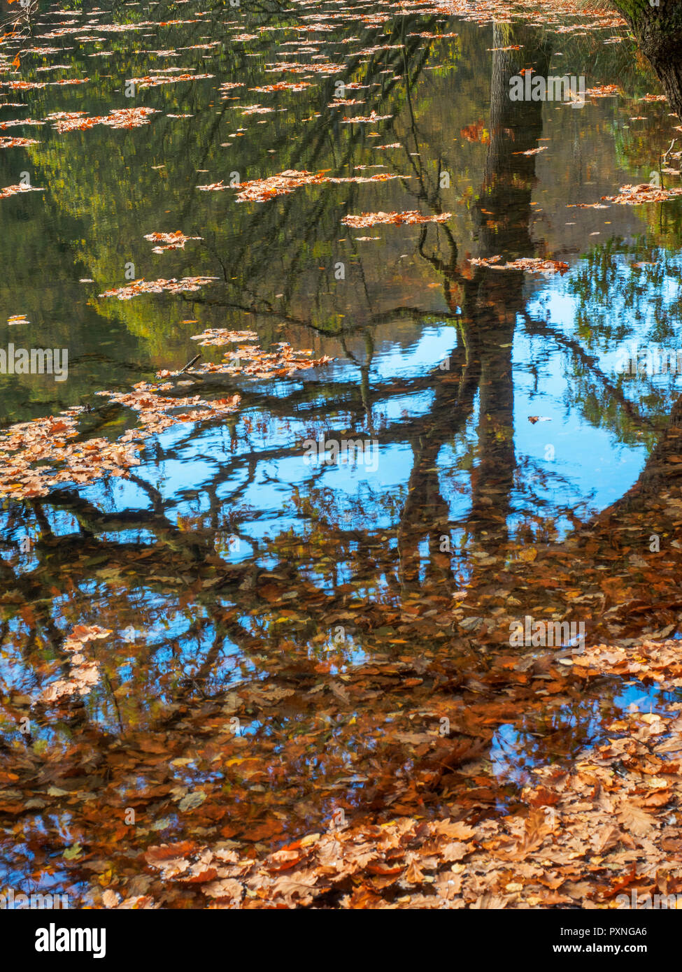 Albero di quercia e caduto foglie di autunno a Guisecliff Tarn in legno Guisecliff ponte Pateley North Yorkshire, Inghilterra Foto Stock