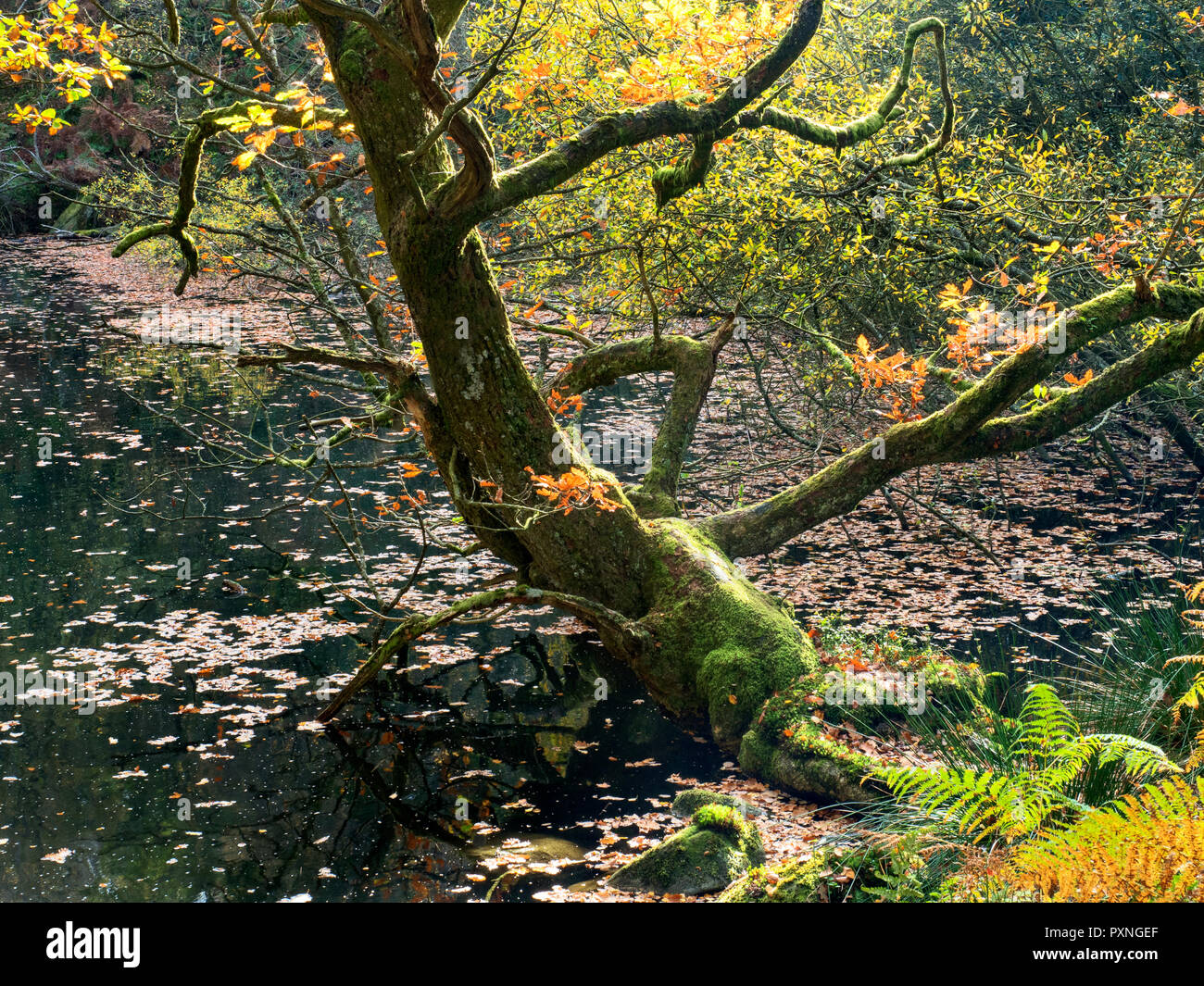 Autunno quercia in corrispondenza del bordo di Guisecliff Tarn in legno Guisecliff ponte Pateley North Yorkshire, Inghilterra Foto Stock