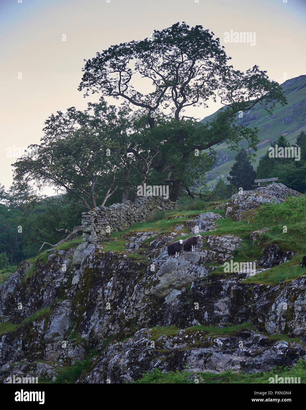 Herdwick pecora su uno sperone di roccia, Buttermere, Parco Nazionale del Distretto dei Laghi, Cumbria, Regno Unito, GB. Foto Stock