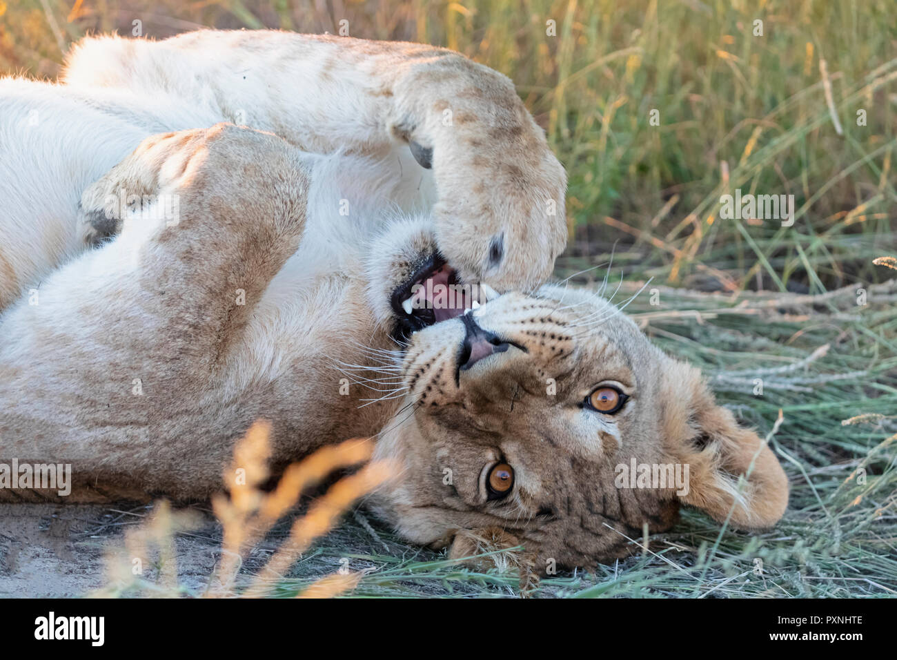 Il Botswana, Kgalagadi Parco transfrontaliero, il leoncello giacente, Panthera leo Foto Stock